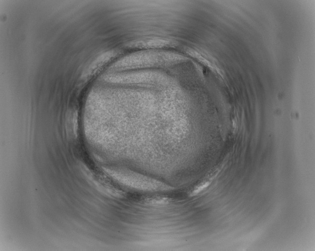 X0000075380206200609291559