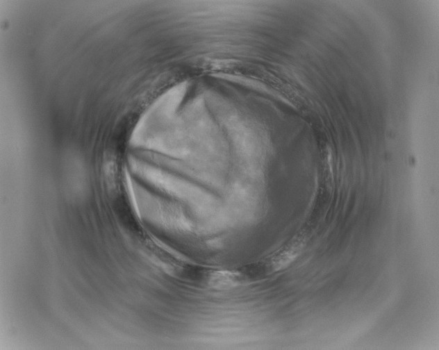 X0000075380222200609291559