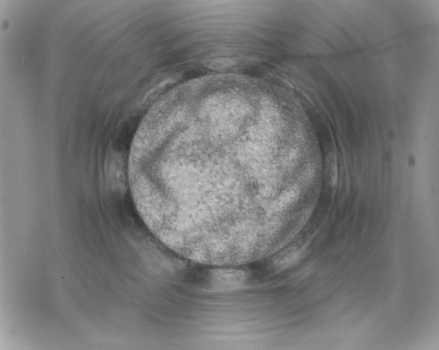 X0000075380234200609291559