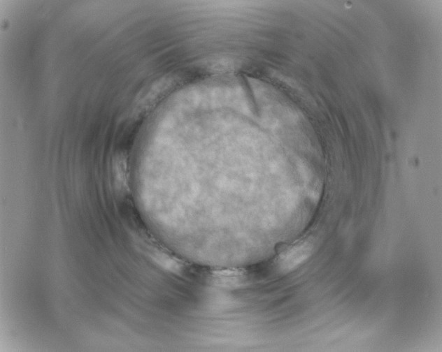 X0000075380240200609291559