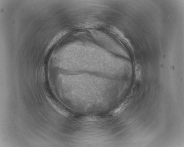 X0000075380250200609291558