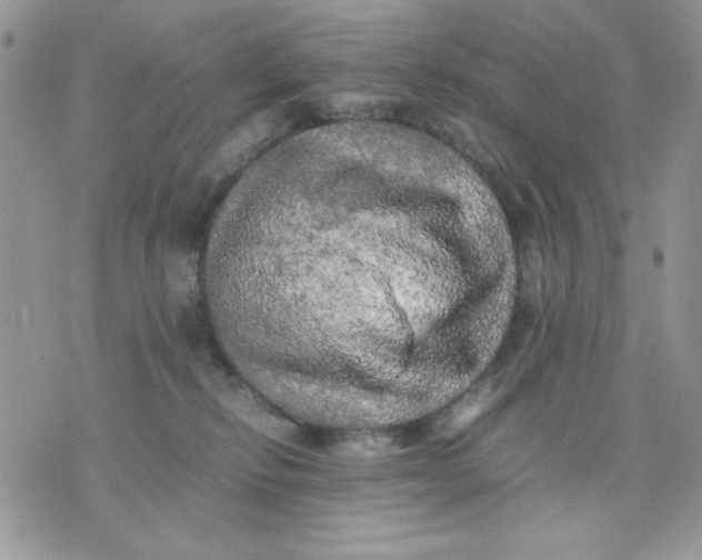 X0000075380278200609291558