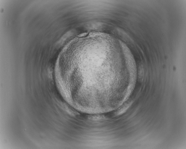 X0000075380282200609291558