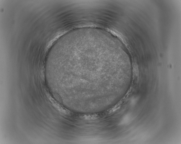 X0000075380345200609291556