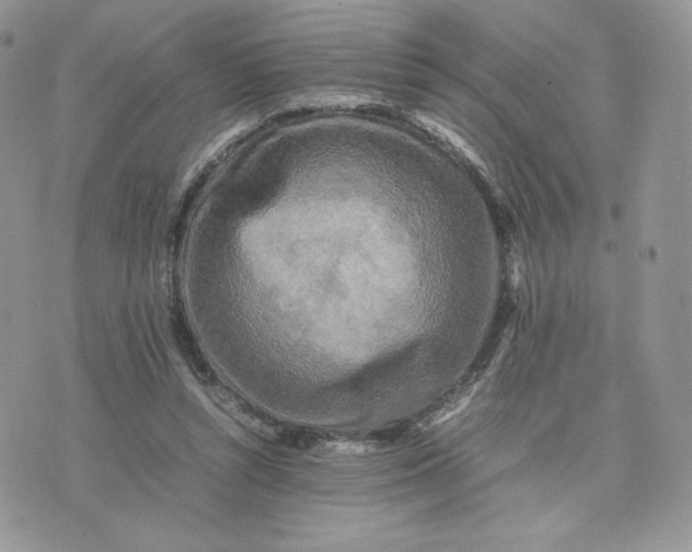 X0000075380352200609291556