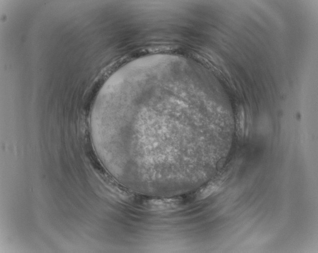 X0000075380367200609291557