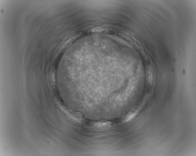 X0000075380375200609291557