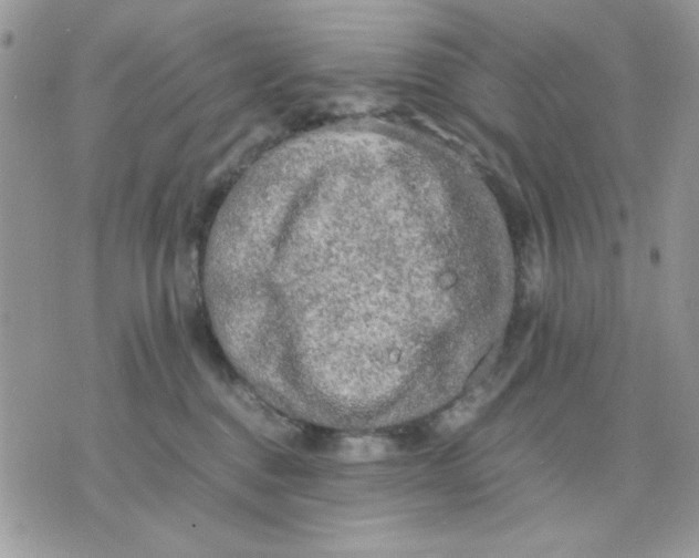 X0000075380376200609291557