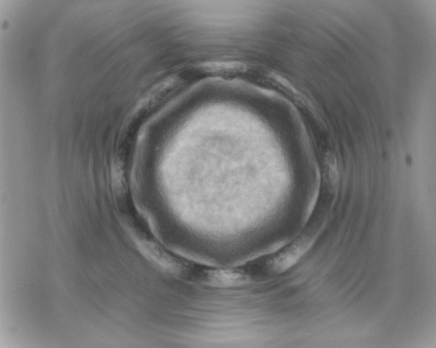 X0000075380380200609291557