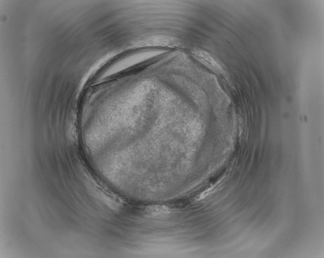 X0000075380392200609291556