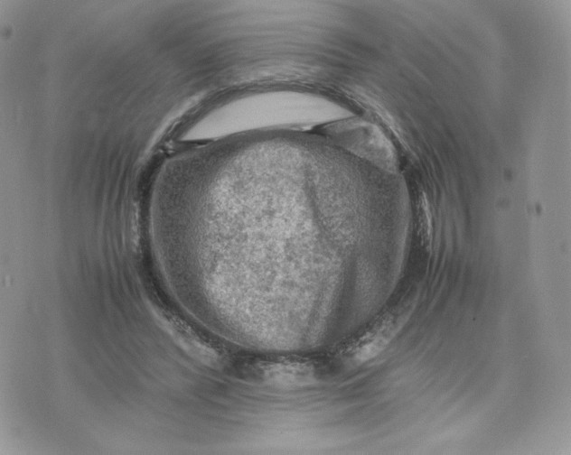 X0000075380400200609291556