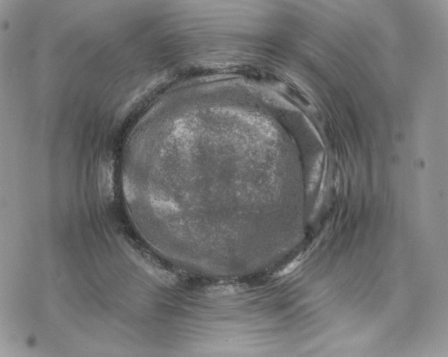 X0000075380404200609291556