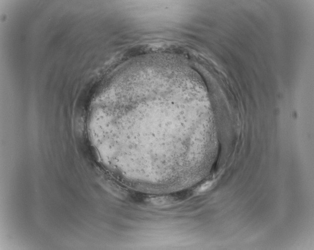 X0000075380417200609291556