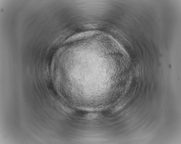 X0000075380418200609291556