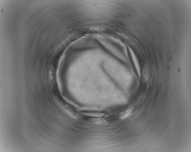 X0000075380424200609291556