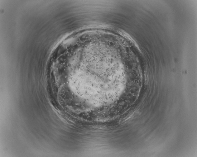 X0000075380436200609291555