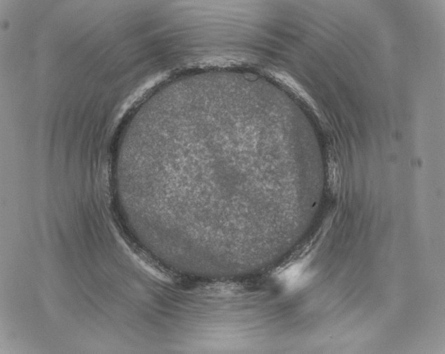 X0000075380444200609291555