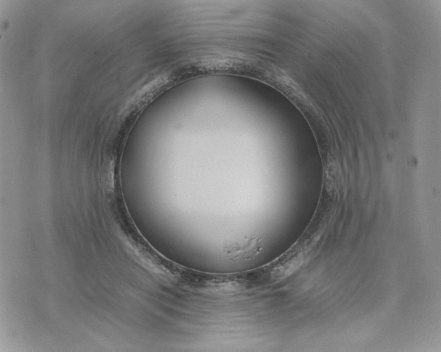 X0000075380454200609291555