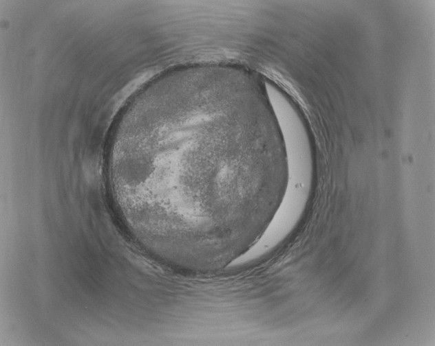 X0000075380483200609291555