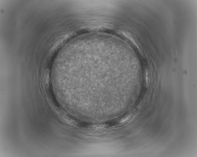 X0000075380495200609291554