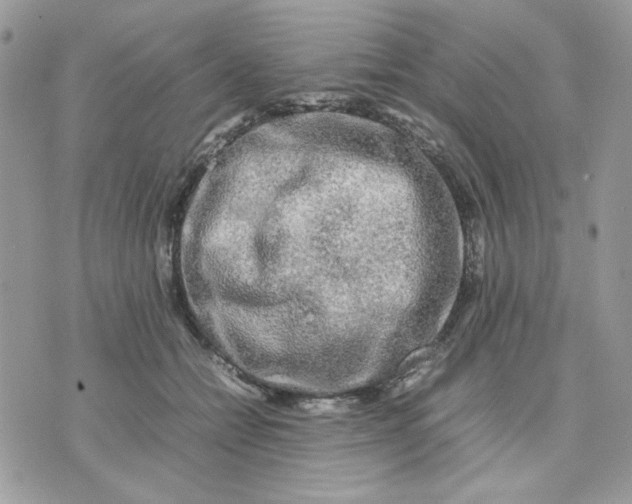 X0000075380558200609291554