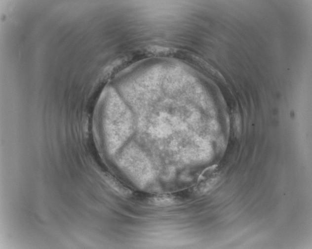 X0000075380668200609291552