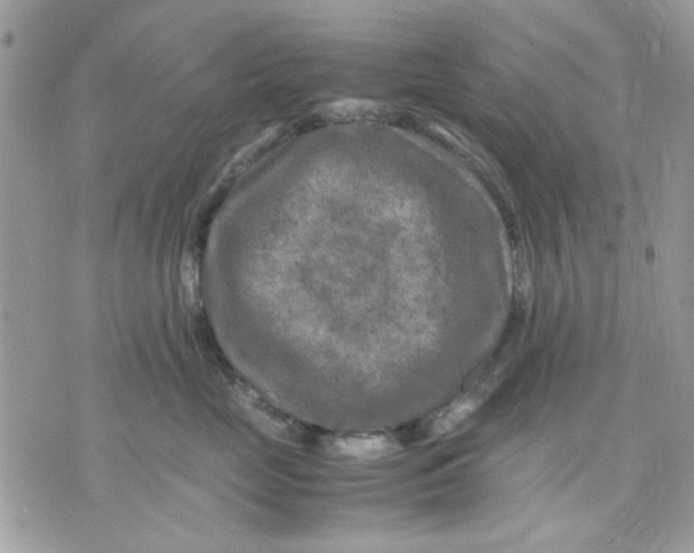 X0000075380669200609291552