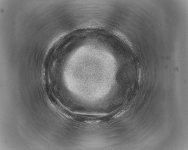 X0000075380680200609291551