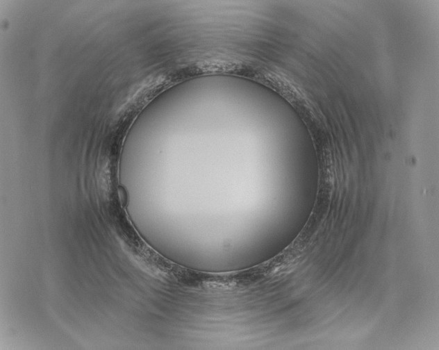 X0000075380690200609291551