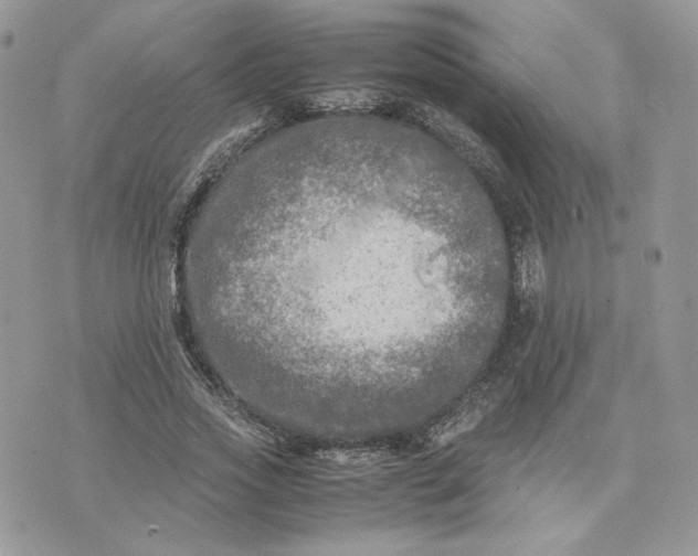 X0000075380733200609291550