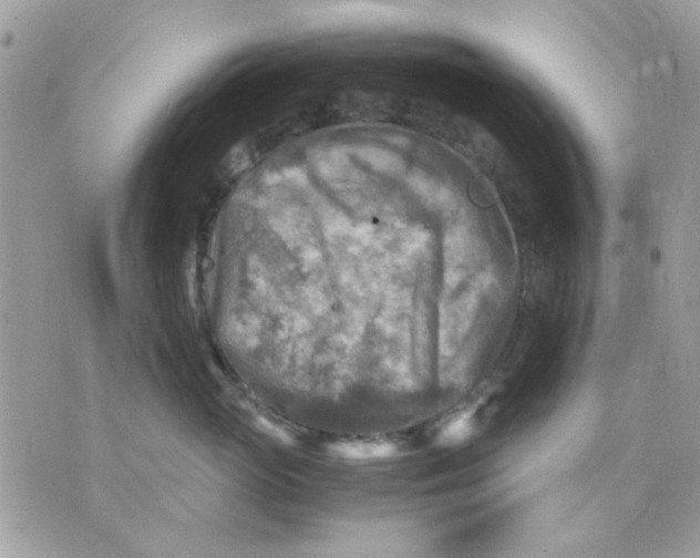 X0000075380765200609291551