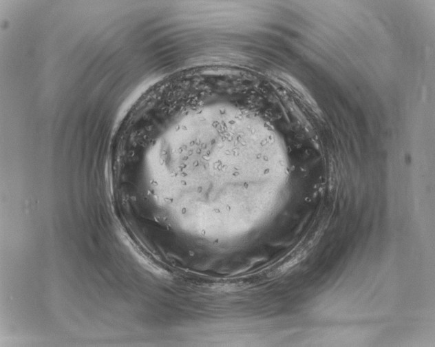 X0000075380796200609291550