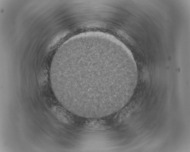 X0000075380824200609291548