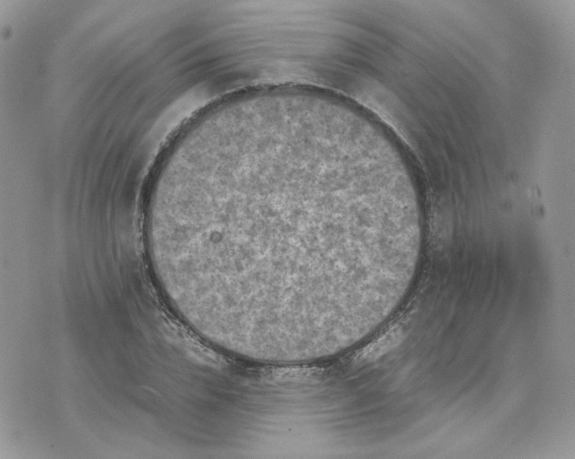 X0000075380832200609291549