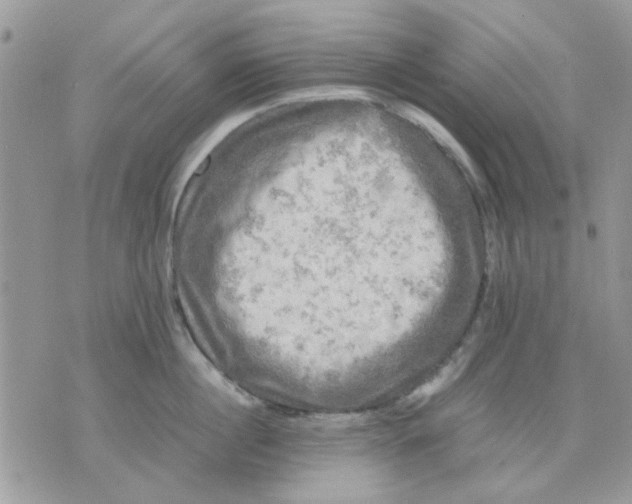 X0000075380860200609291549