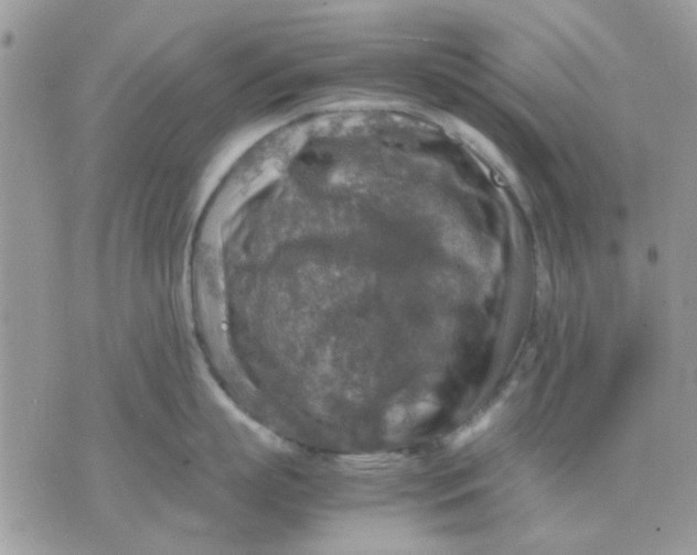 X0000075380863200609291549