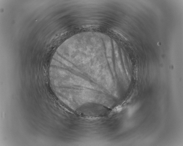 X0000075380917200609291547