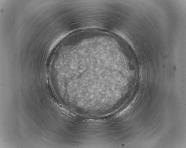 X0000075380925200609291547