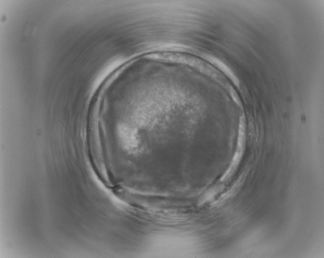 X0000075381007200609291546