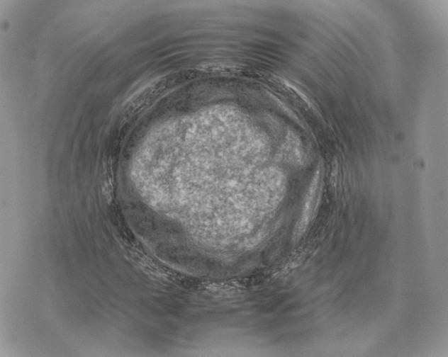 X0000075381015200609291545