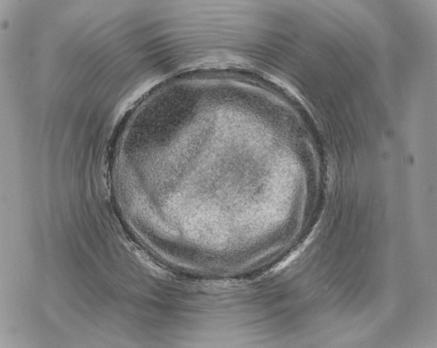 X0000075381018200609291545