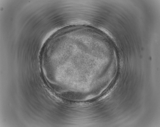 X0000075381022200609291545