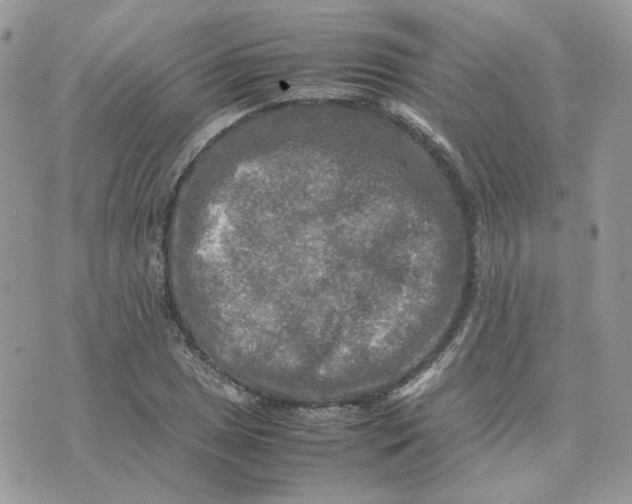 X0000075381025200609291546