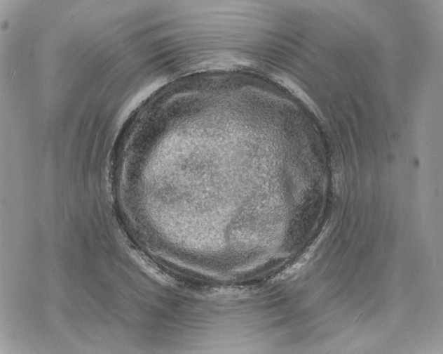 X0000075381026200609291546