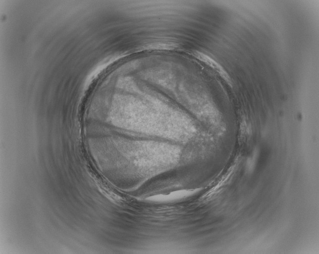 X0000075381027200609291546