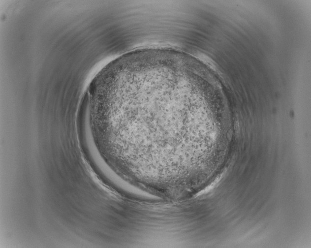 X0000075381030200609291546