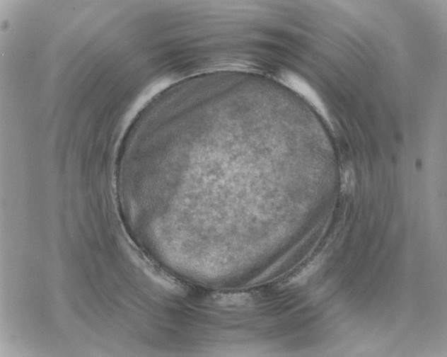 X0000075381043200609291546