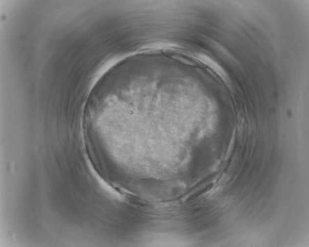 X0000075381055200609291546