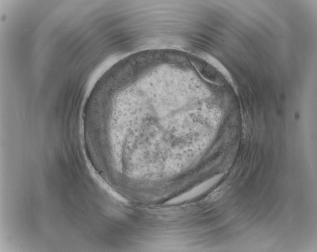 X0000075381096200609291545