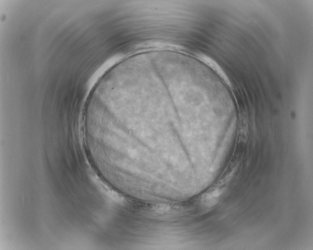 X0000075381098200609291545